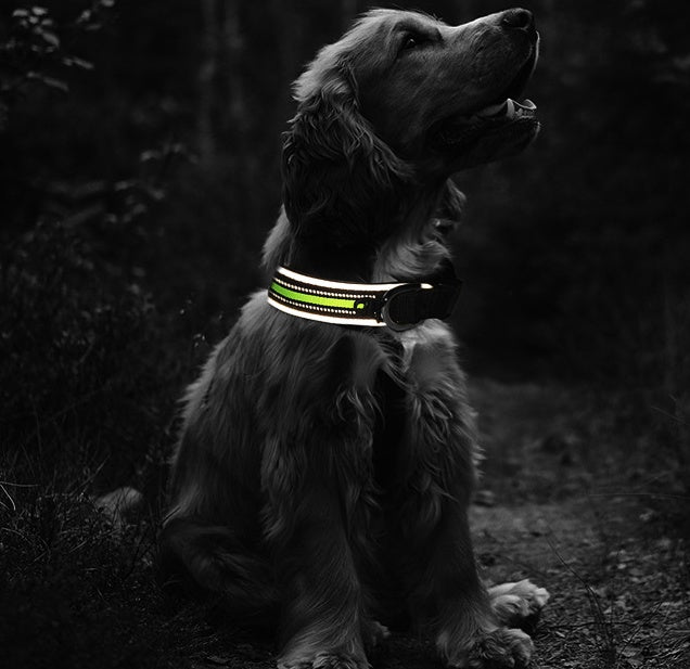 Comfortable Plus Velcro Luminous Neoprene Collar