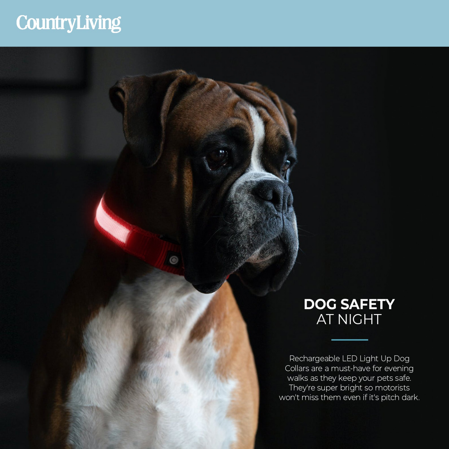 LED Dog Collar